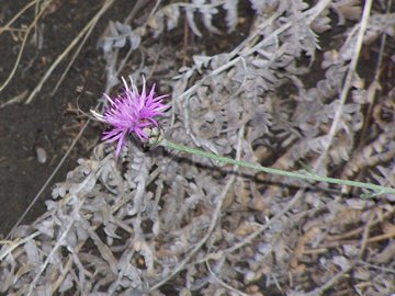 Centaurea parlatoris / Centaurea di Parlatore